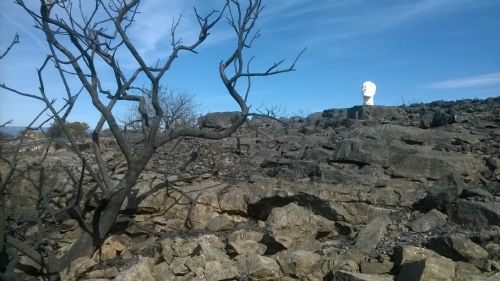 cabezas blancas en tierra negra 1